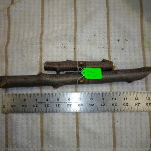 Peach Tree Branches for Crafting Isopods Reptiles  Terarrium  Jararrium Vivarium